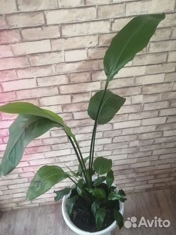 Стрелиция николая