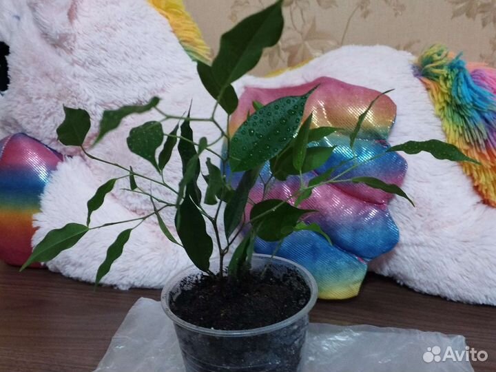 Фикусы бенджамина