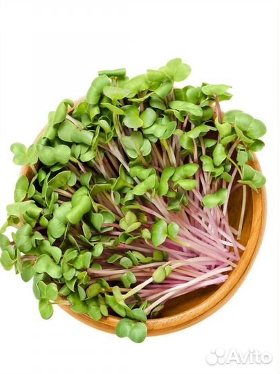 Микрозелень