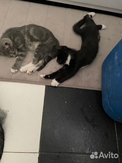 Котятки в добрые руки