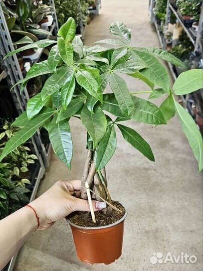 Пахира акватика плетенная