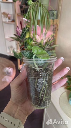 Сциндапсус треби