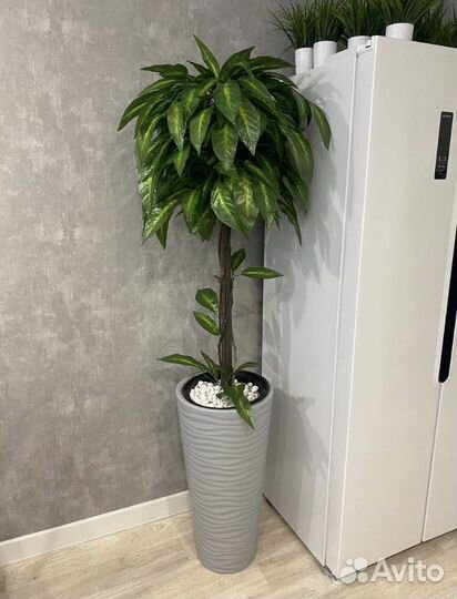 Манго, дерево декоративное