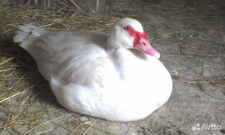 Продажа мускусных уток