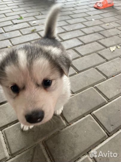 Щенки помесь хаски с лайкой
