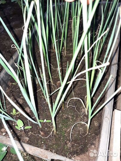 Рассада (базилик, баклажаны, цветы, перцы)