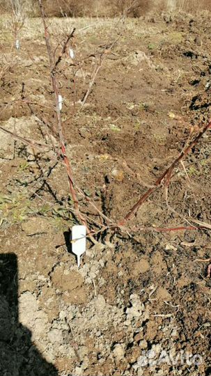 Саженцы Жимолости 3х и 4х летки