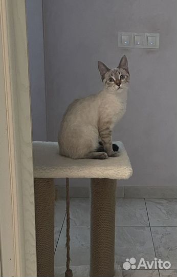 Кошечка в добрые руки