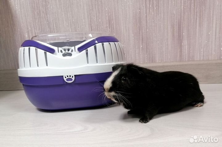 Переноска для грызунов