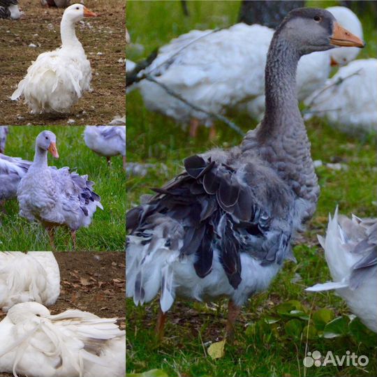 Гусаки и гусыни Севастопольской породы(Ленточная)
