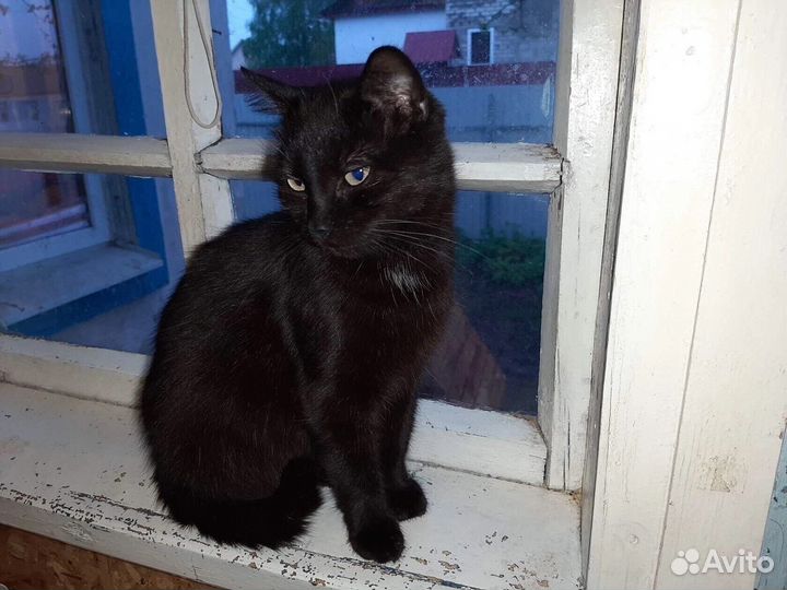 Красавица Багира