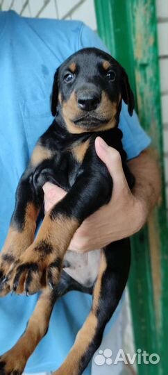 Щенки добермана(Вязка)