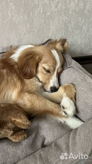 Передержка животных на время отпуска