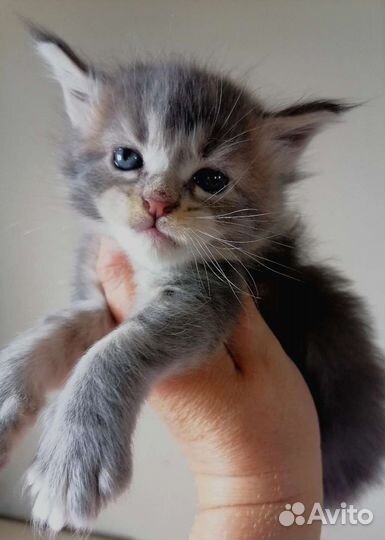 Котята Мейн кун