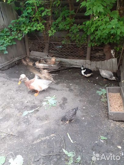 Утки башкирские чубатые