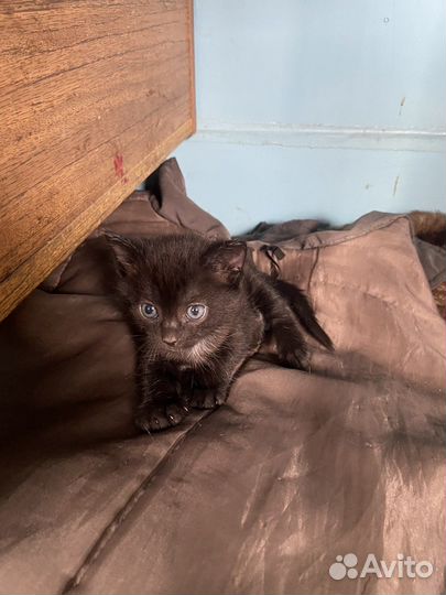 Котята в добрые руки мальчик