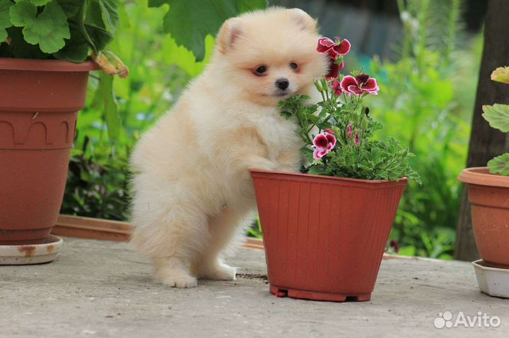 Мальчик крем с РКФ