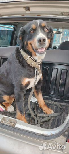 Ищем жениха