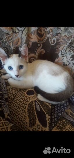 Голубоглазый котенок