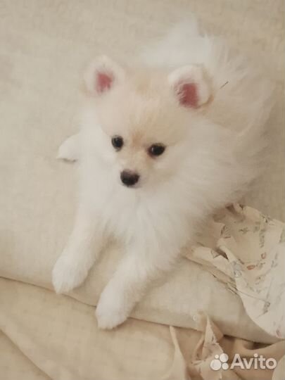 Щенки немецкого шпица