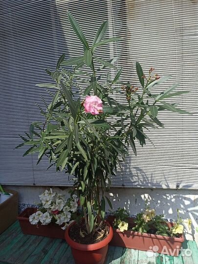 Олеандр в цвету