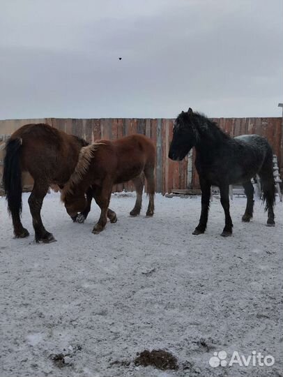 Лошади с откорма