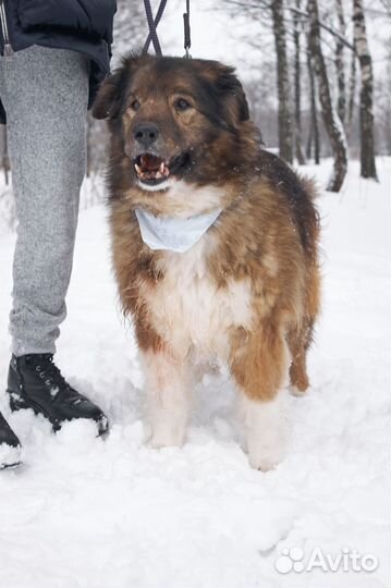 Пушистый добрый пес еще надеется что его заберут