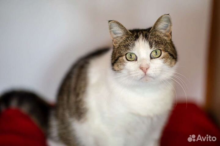 Пшёнка ищет дом