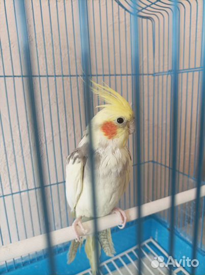 Попугай корелла птенец