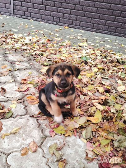 Замечательные малыши ждут вас