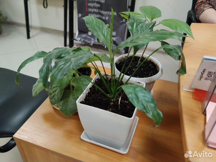 Спатифиллум женское счастье