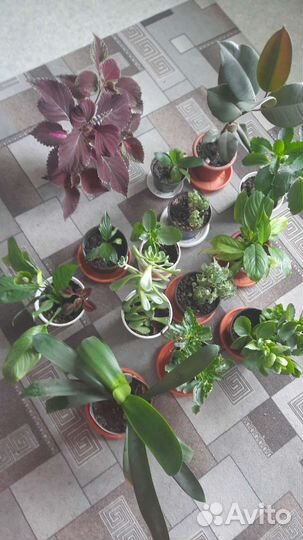 Комнатные цветы кливия