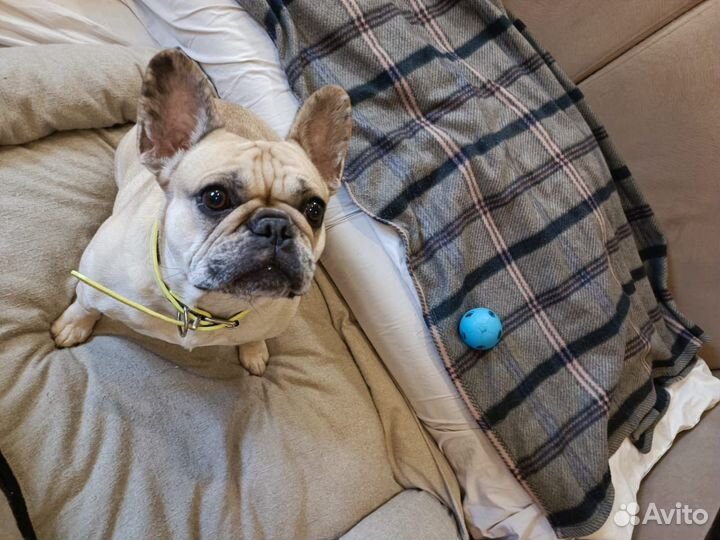Собака французский бульдог