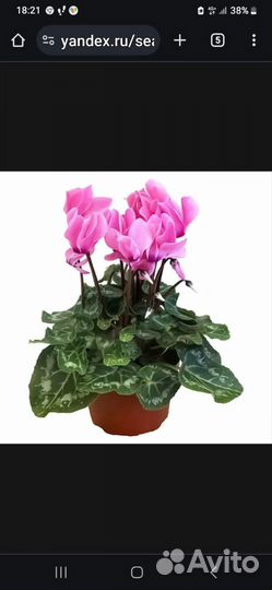 Домашние растения цветы