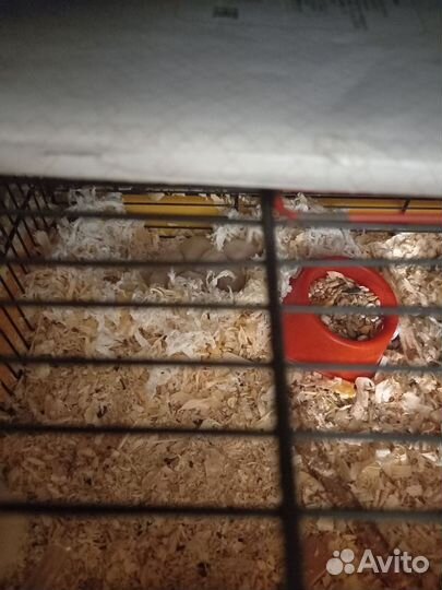 Хомяки Сирийские