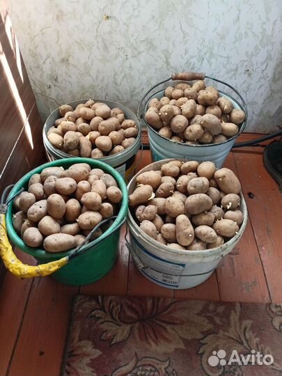 Картошка семенная