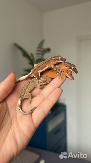 Реснитчатый бананоед