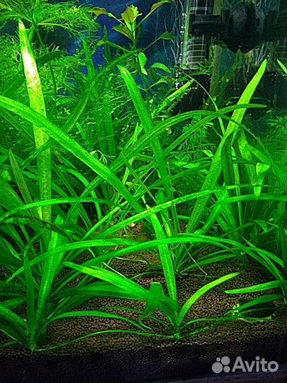 Эхинодорус