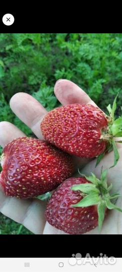 Рассада виктории фестивальной