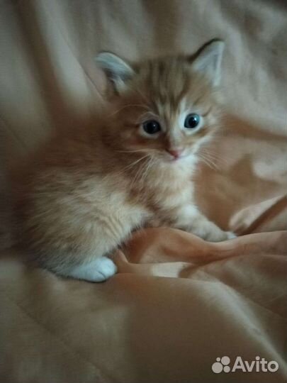 Курильский бобтейл