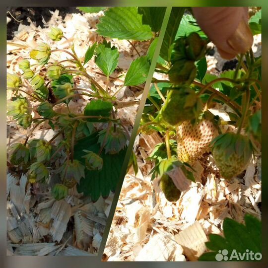 Саженцы виктории