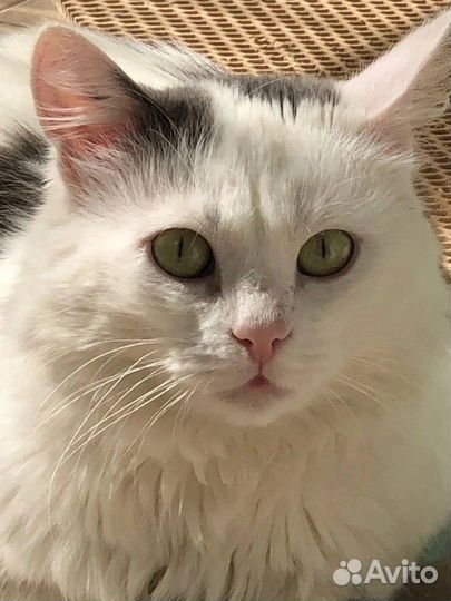 Котик в добрые руки