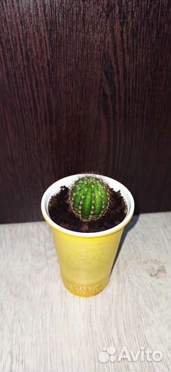 Кактусы и суккуленты