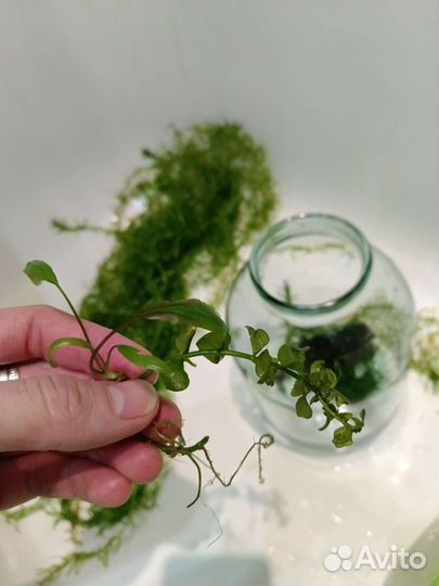 Водоросли для аквариума