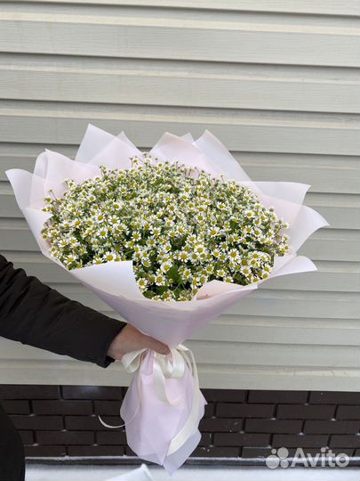 Букет из 51 кустовой ромашки