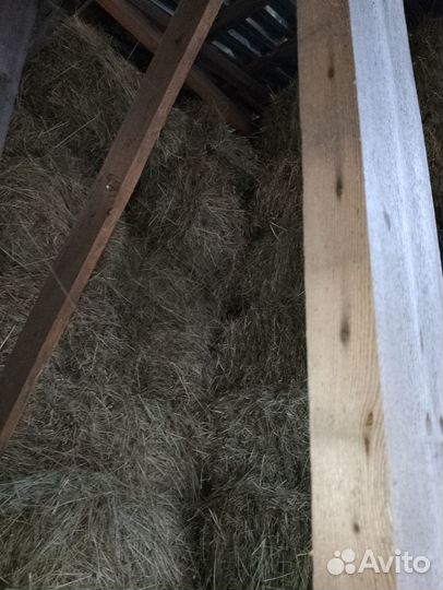 Продам сено в брикетах