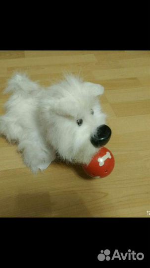 Собака Бакстер