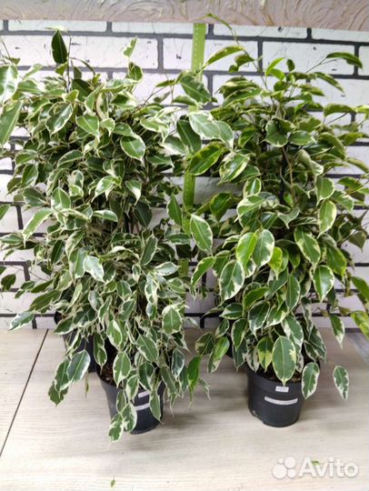 Фикус бенджамина