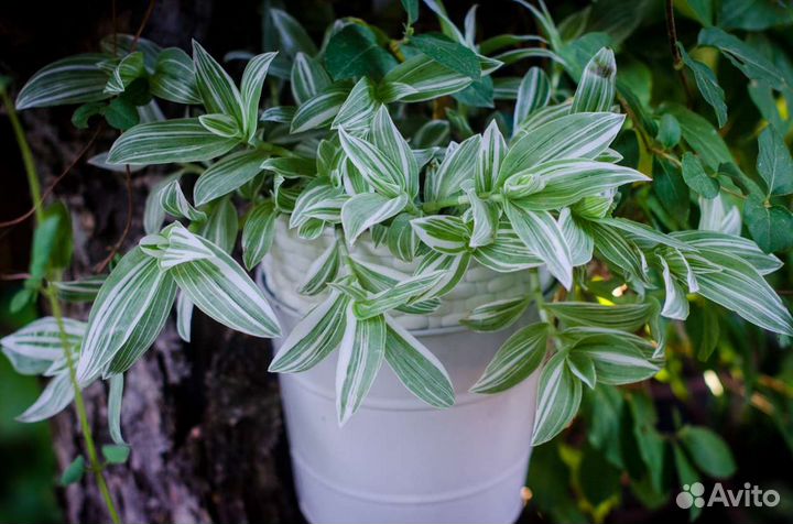 Традесканции, коммелиновые