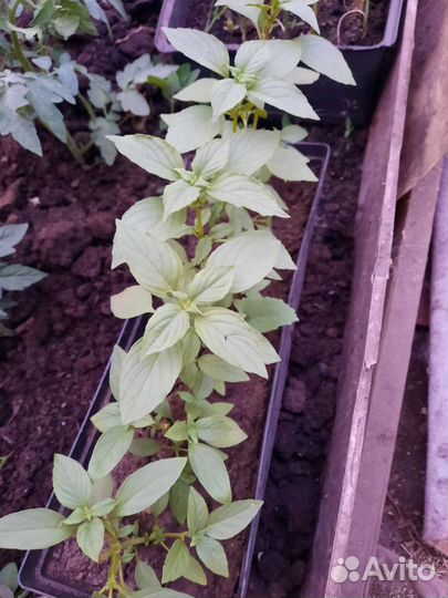 Рассада (базилик, баклажаны, цветы, перцы)